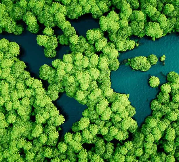 An aerial view of green trees and water