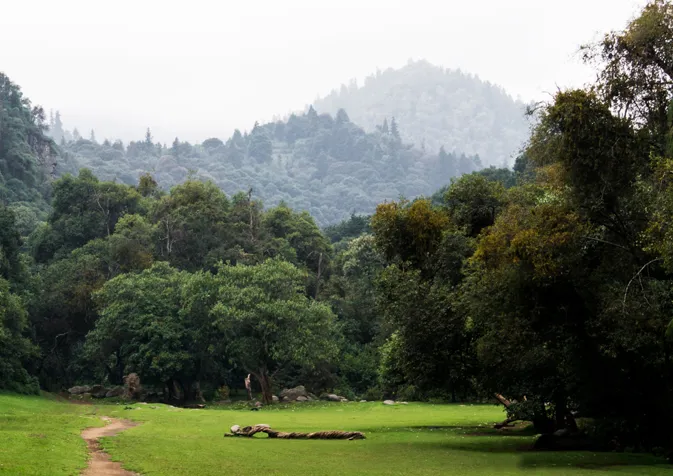 A dirt path in the middle of a field