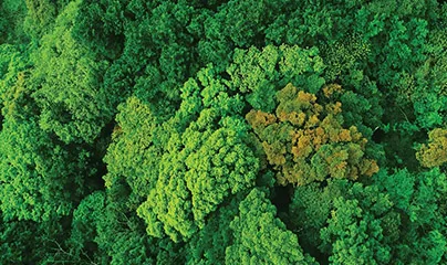 An aerial view of a forest with green trees