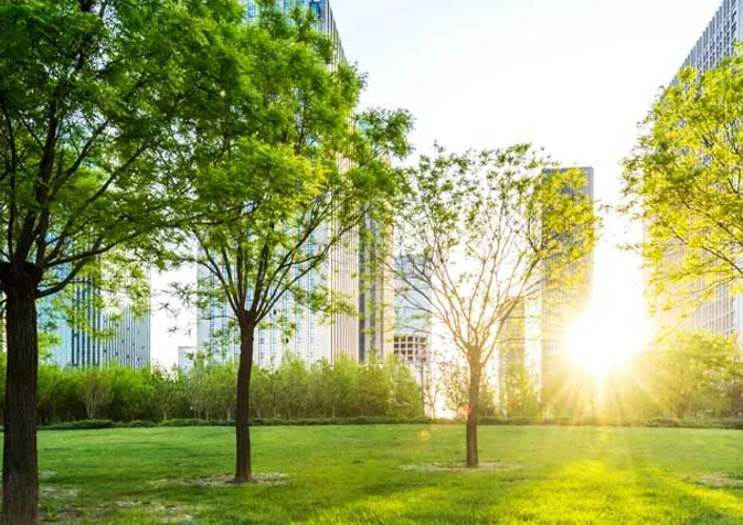 The sun shines through the trees in a park