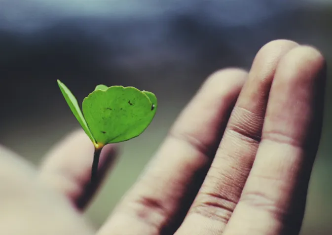 A person holding a small green leaf in their hand