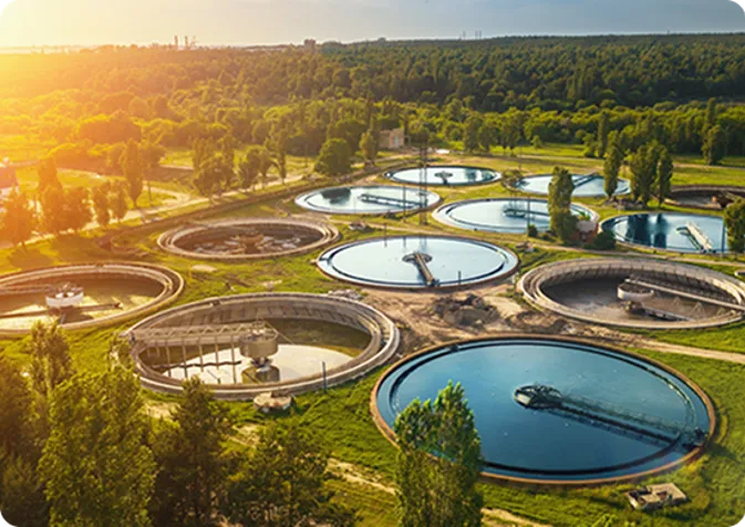 Seals Being Used In Water Form Above